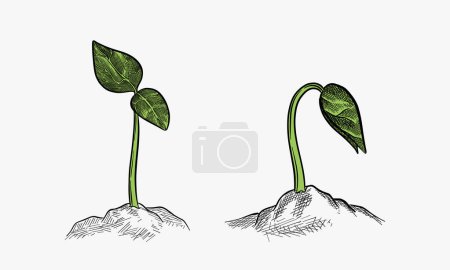 Illustration for Vector hand drawn illustration with young sprouts in different phases of growth. Sketch of plants isolated on white - Royalty Free Image