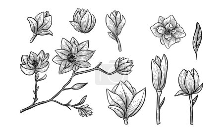 Téléchargez les illustrations : Ensemble de fleurs de Magnolia. Illustration botanique vectorielle dessinée à la main. Objets isolés sur blanc - en licence libre de droit