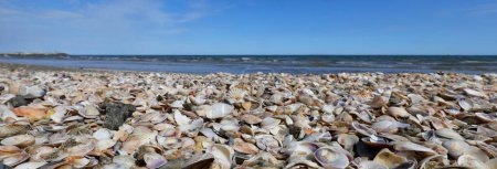 Photo for Thousands of seashells shells on the beach by the sea - Royalty Free Image