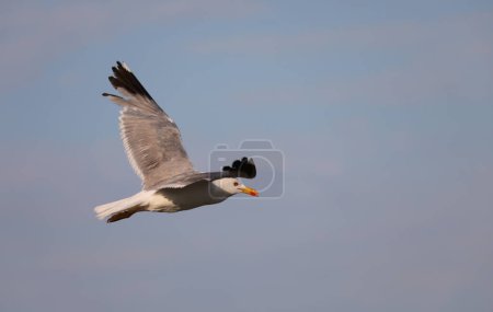Photo for White seagull flies in the sky in search of food - Royalty Free Image