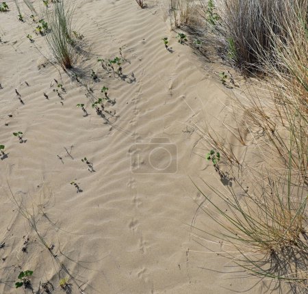 Foto de Paisaje desértico con dunas de arena y arbustos marchitados por el calor - Imagen libre de derechos
