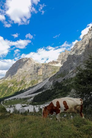 Téléchargez les photos : Vaches broutant haut dans les montagnes en été sans personnes - en image libre de droit