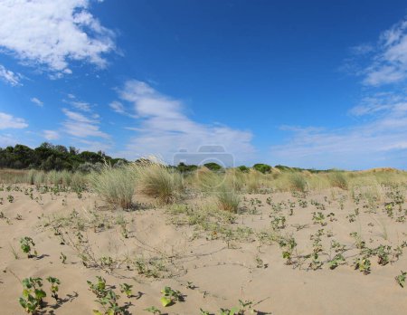 Foto de Paisaje salvaje del desierto con arena y algunos arbustos y cielo azul - Imagen libre de derechos