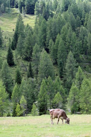 Téléchargez les photos : Pâturage de vaches dans une prairie de haute montagne en été - en image libre de droit