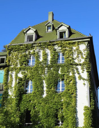 Foto de Antigua casa completamente cubierta de hiedra verde con ventanas casi invisibles en verano - Imagen libre de derechos