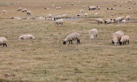 Téléchargez les photos : Troupeau de moutons de race SUFFOLK avec les jambes et la tête NOIR - en image libre de droit