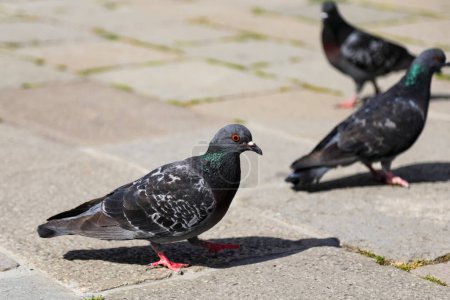 Téléchargez les photos : Pigeon urbain avec grand oeil orange dans la ville avec d'autres oiseaux - en image libre de droit