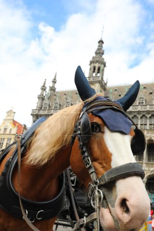 Téléchargez les photos : Le chariot et le cheval avec des clignotants à Bruxelles Belgique Europe - en image libre de droit