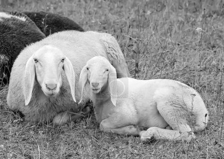 Photo for Lamb with her mother in the middle of the flock of sheep - Royalty Free Image