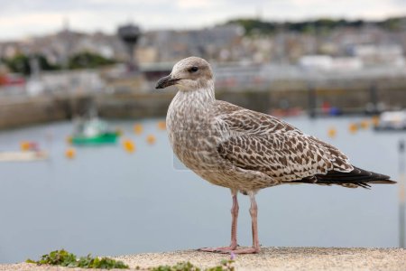 Photo for Large lookout seagull at the port near the sea - Royalty Free Image