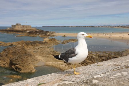 Photo for Yellow-billed gull on lookout near the sea in France in Northern Europe - Royalty Free Image