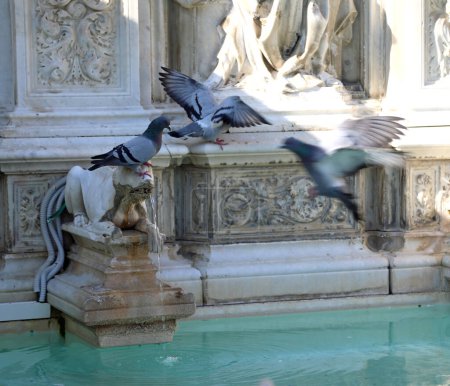 Téléchargez les photos : Pigeons drink in the fountain called FONTE GAIA in Siena in central Italy - en image libre de droit
