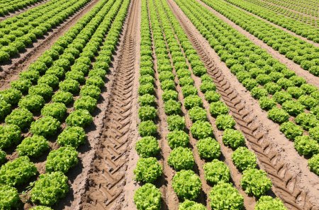 Téléchargez les photos : Green lettuce of the cultivated field in summer with fertile sandy soil without people - en image libre de droit