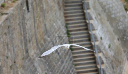 Foto de Big white seagull flying over the stairway of the old castle photographed from above - Imagen libre de derechos