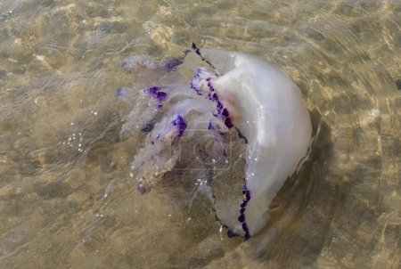 Téléchargez les photos : Large jellyfish called SEA LUNG that swims in the shallow water near the shore - en image libre de droit