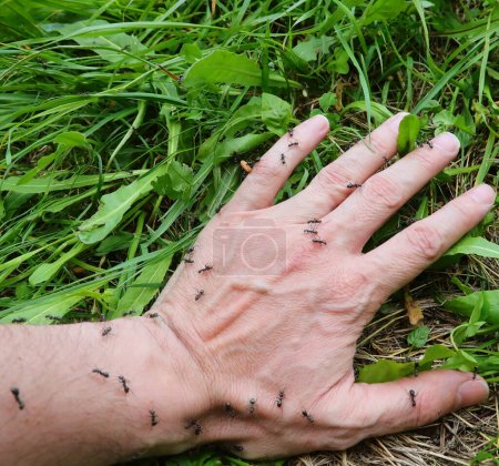 main de l'homme avec beaucoup de fourmis sur la prairie
