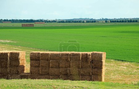 Photo for Wide view of a cultivated filed in the plain in summer - Royalty Free Image