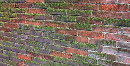 Photo for Ancient wall of red bricks and moss with dampness - Royalty Free Image