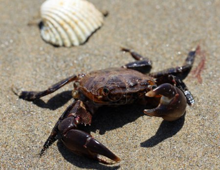 Photo for Aggressive crab with large powerful claws on the sand of the beach - Royalty Free Image