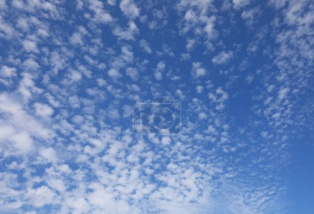 Téléchargez les photos : Beaucoup de nuages blancs dans le ciel bleu qui ressemblent à beaucoup de petits moutons paissant un grand troupeau - en image libre de droit