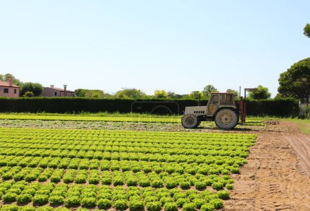 Foto de Tractor en campo cultivado con cabezas verdes de lechuga fresca en suelo arenoso - Imagen libre de derechos