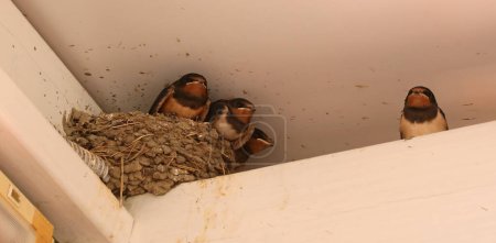 Photo for Nest under the roof with three young swallow chicks waiting for food - Royalty Free Image