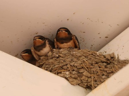 Photo for Nest under the roof with three young swallow chicks waiting food - Royalty Free Image