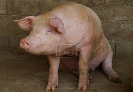 Photo for Big pink pig sitting on the pigsty on the farm - Royalty Free Image