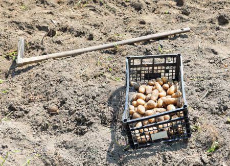 Foto de Caja llena de patatas cosechadas y una azada abandonada en el jardín por el agricultor después del trabajo - Imagen libre de derechos