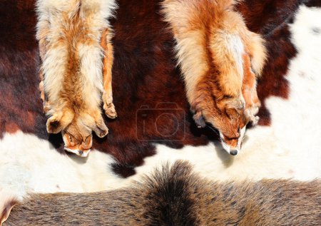 Foto de Dos piel de zorro y otras pieles de animales en tiendas de piel de lujo - Imagen libre de derechos