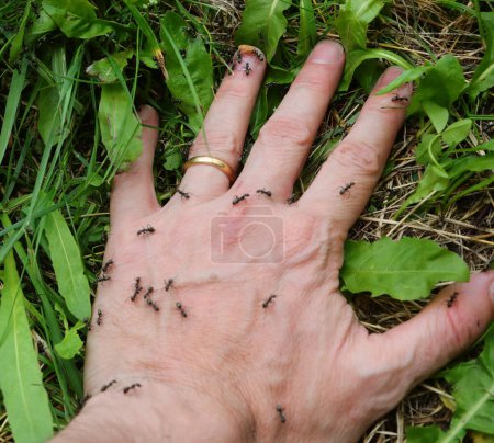 Téléchargez les photos : Main avec bague de mariage et fourmis noires qui sont ennuyeux - en image libre de droit