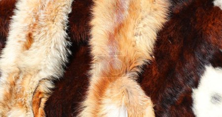 Téléchargez les photos : Fond de fourrure d'animal avec deux étoles de renard écorché à vendre dans un magasin de fourrure de luxe exclusif - en image libre de droit