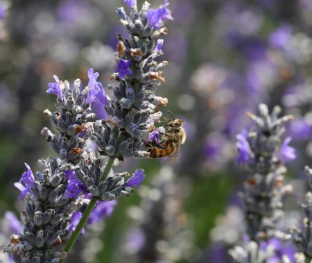 Foto de Gran abeja chupando néctar de flor de lavanda en verano - Imagen libre de derechos