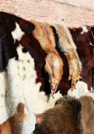 Téléchargez les photos : Reconstitution historique du marché médiéval avec la vente de peaux de renards roux et d'autres animaux - en image libre de droit