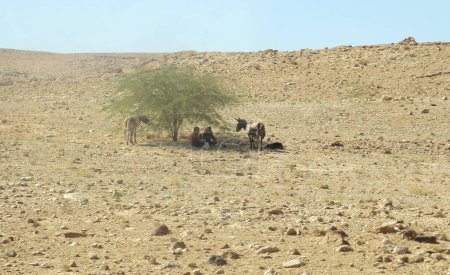 Téléchargez les photos : Désert désertique au Moyen-Orient avec des gens et des animaux à l'ombre du petit arbre en été - en image libre de droit