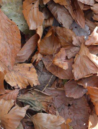 Photo for This is a quiz CAN YOU find the butterfly camouflaged among the dry leaves in autumn - Royalty Free Image