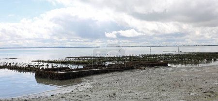 Photo for Area dedicated to the cultivation of oysters in the sea in the coast near the city of cancale in northern France - Royalty Free Image