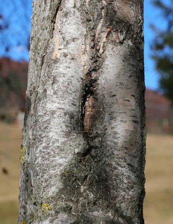Téléchargez les photos : Tronc d'arbre de bouleau avec l'écorce qui ressemble presque à une coupe comme quelque chose - en image libre de droit