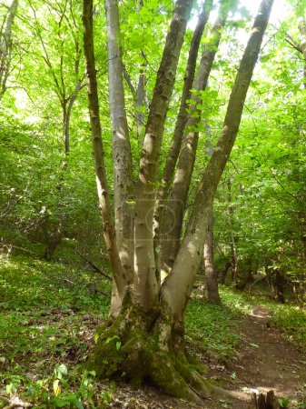 Téléchargez les photos : Étrange arbre dont le tronc unique de nombreuses branches et troncs se ramifient dans la forêt - en image libre de droit