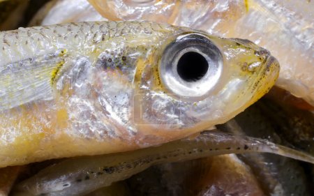 Téléchargez les photos : Poisson pêché appelé éperlan de sable avec grand oeil très apprécié dans la cuisine italienne et méditerranéenne - en image libre de droit