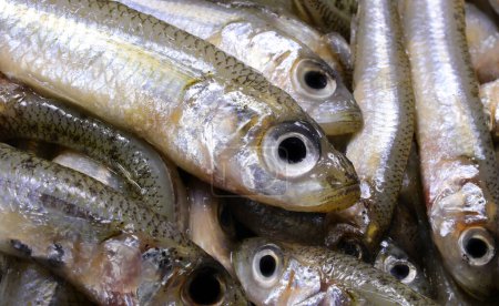 Téléchargez les photos : Beaucoup de poissons capturés appelés éperlan de sable de la famille des Atherinidae sont très appréciés dans les cuisines italienne et méditerranéenne - en image libre de droit