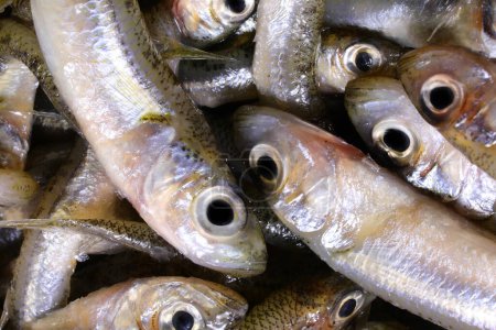 Téléchargez les photos : Beaucoup de poissons capturés appelés éperlan de sable de la famille des Atherinidae sont très appréciés dans les cuisines italienne et méditerranéenne - en image libre de droit