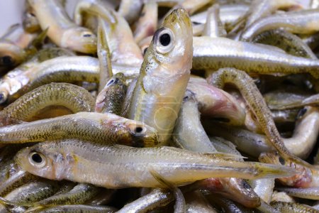 Téléchargez les photos : Fond de nombreux poissons capturés appelés éperlan de sable de la famille des Atherinidae sont appréciés dans les cuisines méditerranéennes - en image libre de droit