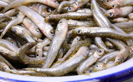 Téléchargez les photos : Plat avec de nombreux poissons pêchés appelé éperlan de sable de la famille des Atherinidae sont très appréciés dans la cuisine italienne et méditerranéenne - en image libre de droit