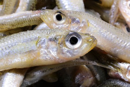 Téléchargez les photos : Série de poissons pêchés appelé éperlan de sable avec de grands yeux très appréciés dans la cuisine italienne et méditerranéenne - en image libre de droit