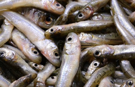 Téléchargez les photos : Fond de nombreux poissons pêchés appelé éperlan de sable idéal pour la friture dans l'huile d'olive bouillante très apprécié dans les cuisines italienne et méditerranéenne - en image libre de droit