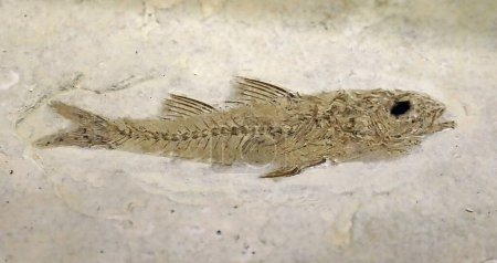 poissons fossiles très anciens sur la pierre et vous pouvez également voir les os