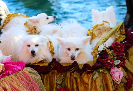 white dogs of Volpino breed or spitz adorned with golden dresses during the Carnival celebrations in Venice