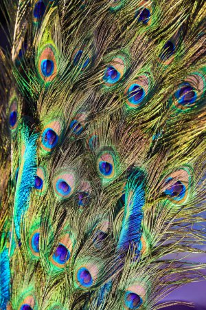 Foto de Fondo de muchas plumas de pavo real colorido símbolo de la vanidad - Imagen libre de derechos