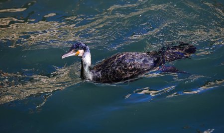 black bird called cormorant of Phalacrocoracidae  family in the water while looking for fish to eat